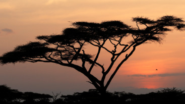 African philosophers