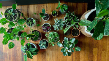 how to save your house plants