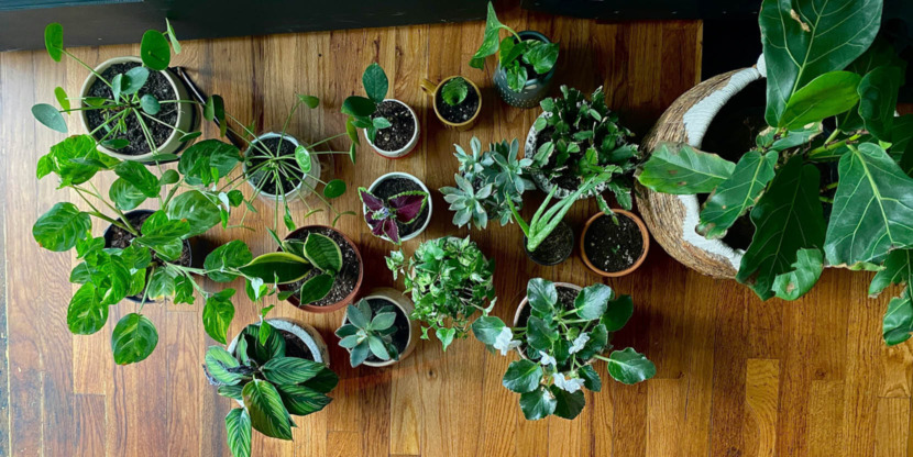 how to save your house plants