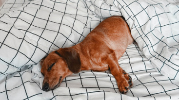 gentle alarm app to wake up calmly with